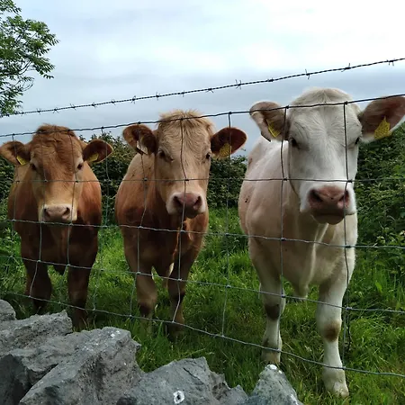 Elmgrove , Croagh Patrick Апартаменты *