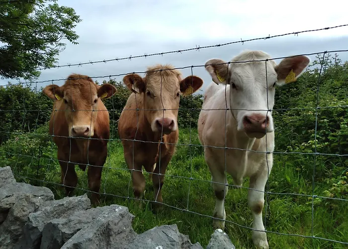 Elmgrove , Croagh Patrick Apartment *